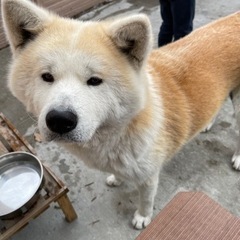 秋田犬　オス　3歳　去勢済み