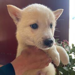 ピンとたったお耳が可愛いオフホワイトの子犬「セーキ」ちゃん💓