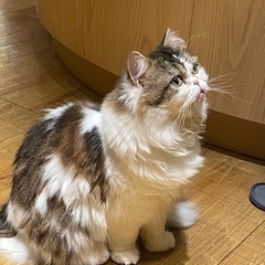猫カフェで癒し〜( ＾∀＾)