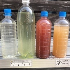 《メダカの活餌》針子〜成魚まで対応　4本セット