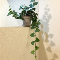 観葉植物　へデラ・スイートハート②　50cm　グレーカラー3.5...