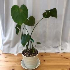 モンステラ　2株　観葉植物