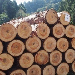 造園業の方伐採した原木譲って下さい！