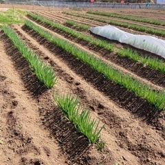 無農薬　新鮮野菜