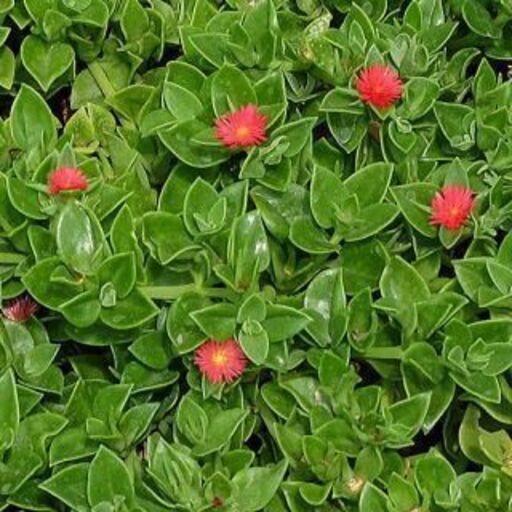 グランドカバーベビーサンローズカット苗10本 ドクダミ 豊明の家庭用品 ガーデニング の中古あげます 譲ります ジモティーで不用品の処分 グランドカバーベビーサンローズカット苗10本 ドクダミ 豊明の家庭用品 ガーデニング の中古あげます 譲ります ジモティーで不用品の処分