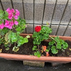 花や植物の話し