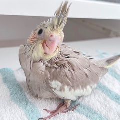 【けんぼの森】オカメインコ《シナモン》デビュー‼️4月10日生ま...