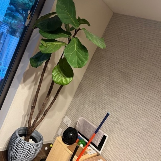 ゴムの木　観葉植物