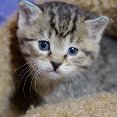 キジトラの子猫里親募集、３月中旬に子猫が４匹生まれました。差し上げます。の画像