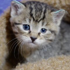 キジトラの子猫里親募集、３月中旬に子猫が４匹生まれました。差し上...