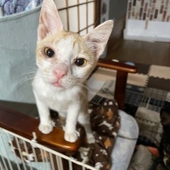 約５ヶ月の子猫あげます