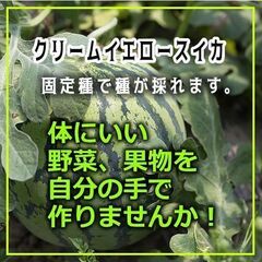 野菜の苗（種の取れる固定品種）をお譲りします。200円～500円...