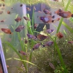 神奈川県 横浜市の熱帯魚の中古が安い 激安で譲ります 無料であげます ジモティー