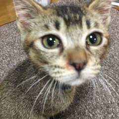 「一旦受付中止致します」甘えた猫ちゃん❤️