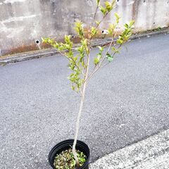 観葉植物・庭木（サザンカ／約80cm、つぼみ付き、10月頃開花します）