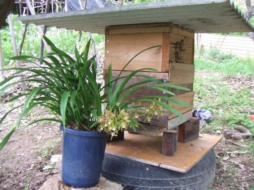 日本蜜蜂　ミツバチ　今春分蜂群です　金稜辺に誘引されて入居した群です　生き物なので直接手渡しで取引したいと思います