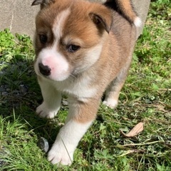 トライアル決まりました　生後3か月仔犬