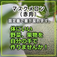 野菜の苗（種の取れる固定品種）をお譲りします。200円～500円...