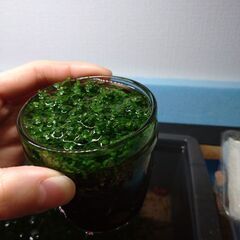 【取引中】水草のキューバパールグラス