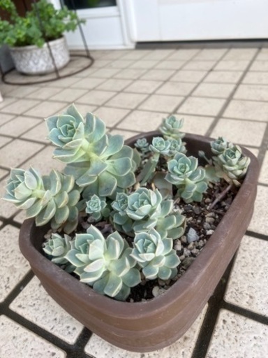現況写真追加 3 4枚目参照 鉢付き多肉植物 Kotta 宮崎のその他の中古あげます 譲ります ジモティーで不用品の処分 現況写真追加 3 4枚目参照 鉢付き多肉植物 Kotta 宮崎のその他の中古あげます 譲ります ジモティーで不用品の処分