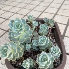 現況写真追加 3 4枚目参照 鉢付き多肉植物 Kotta 宮崎のその他の中古あげます 譲ります ジモティーで不用品の処分 現況写真追加 3 4枚目参照 鉢付き多肉植物 Kotta 宮崎のその他の中古あげます 譲ります ジモティーで不用品の処分