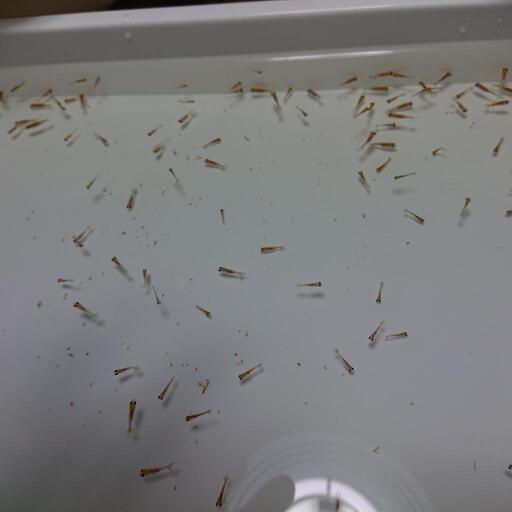 金魚 稚魚4 選別落ち 山の中の小さな金魚屋 多久の家具の中古あげます 譲ります ジモティーで不用品の処分