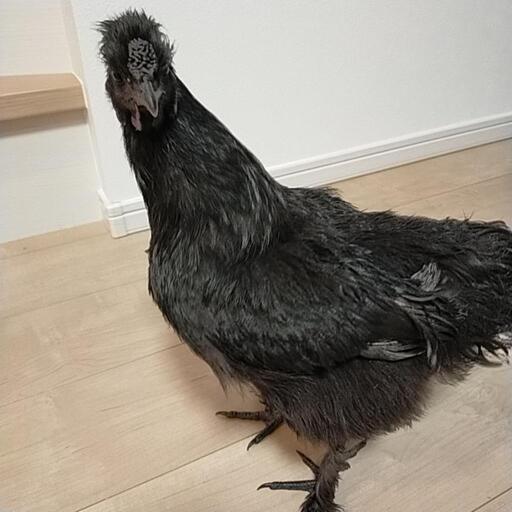 黒烏骨鶏メス２羽 凛凛 木場のその他の里親募集 ジモティー