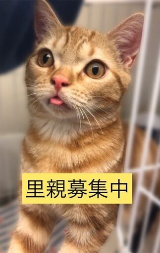 アメリカンショートヘア子猫 本文をよくご覧下さいませ アゴはネコ アゴはネコ代々木 新宿の猫の里親募集 ジモティー アメリカンショートヘア子猫 本文をよくご覧下さいませ アゴはネコ アゴはネコ代々木 新宿の猫の里親募集 ジモティー