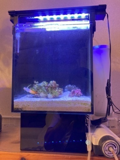 お取引終了/オーバーフロー水槽 　希望の方はオマケ生体付き.