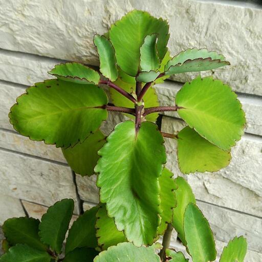 さしあげます ハカラメ セイロンベンケイソウ 鉢植え しずく 荻窪のその他の中古あげます 譲ります ジモティーで不用品の処分 さしあげます ハカラメ セイロンベンケイソウ 鉢植え しずく 荻窪のその他の中古あげます 譲ります ジモティーで不用品の処分