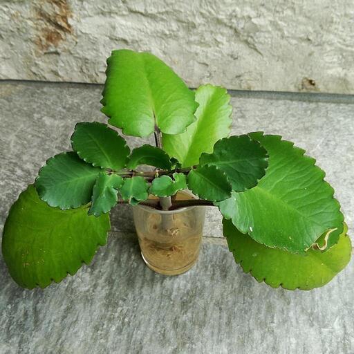 さしあげます ハカラメ セイロンベンケイソウ 鉢植え しずく 荻窪のその他の中古あげます 譲ります ジモティーで不用品の処分 さしあげます ハカラメ セイロンベンケイソウ 鉢植え しずく 荻窪のその他の中古あげます 譲ります ジモティーで不用品の処分