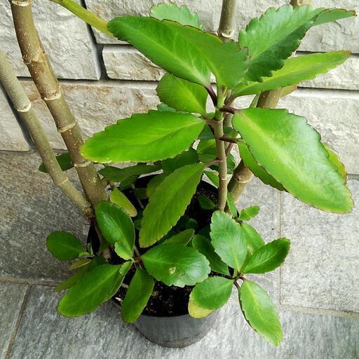 さしあげます ハカラメ セイロンベンケイソウ 鉢植え しずく 荻窪のその他の中古あげます 譲ります ジモティーで不用品の処分 さしあげます ハカラメ セイロンベンケイソウ 鉢植え しずく 荻窪のその他の中古あげます 譲ります ジモティーで不用品の処分