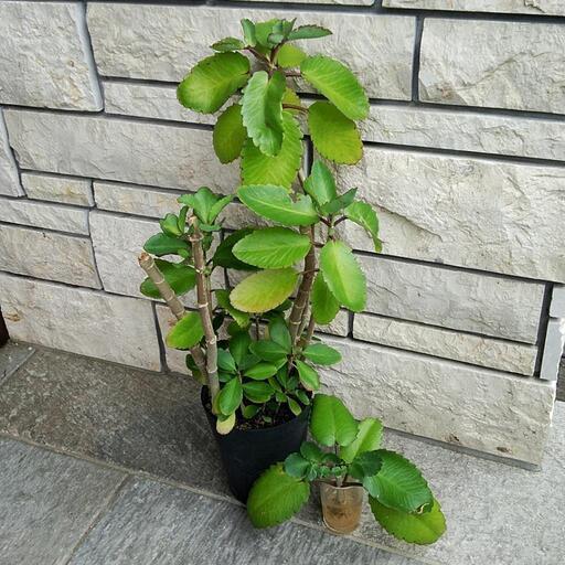 さしあげます ハカラメ セイロンベンケイソウ 鉢植え しずく 荻窪のその他の中古あげます 譲ります ジモティーで不用品の処分 さしあげます ハカラメ セイロンベンケイソウ 鉢植え しずく 荻窪のその他の中古あげます 譲ります ジモティーで不用品の処分