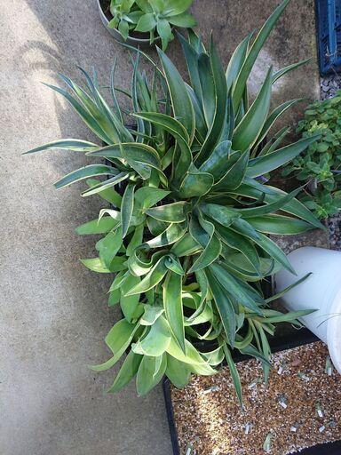 アガベ ベネズエラ | ptpnix.co.id