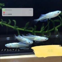 月虹　20匹  ¥1000 メダカ　若魚〜産卵サイズ　めだか