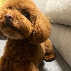 愛犬の遊び相手(犬)を探しています。 - 川口市