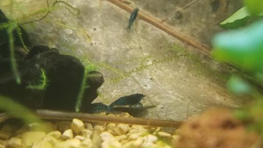 4匹 ダークブルーシュリンプ 追加1匹 250円 二児のパパ 滝川の家具の中古あげます 譲ります ジモティーで不用品の処分