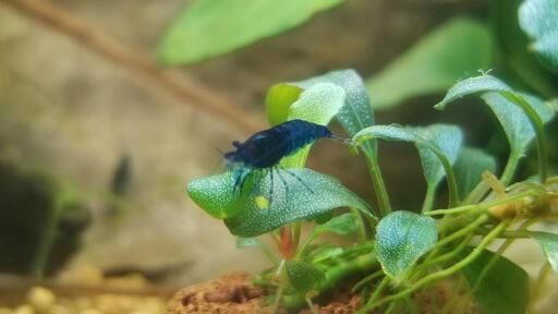 4匹 ダークブルーシュリンプ 追加1匹 250円 二児のパパ 滝川の家具の中古あげます 譲ります ジモティーで不用品の処分