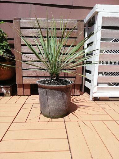 ユッカ ロストラータ 植木 庭木 ロックガーデン ドライガーデン ユッカ ロストラータ 植木 庭木 ロックガーデン ドライガーデン