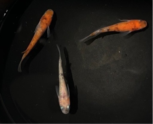 坂出三色ラメメダカ 野外飼育 現物出品！