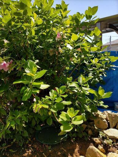 庭木 植物 木 あじさい 紫陽花 差し上げます しーちゃん 滝山の家具の中古あげます 譲ります ジモティーで不用品の処分