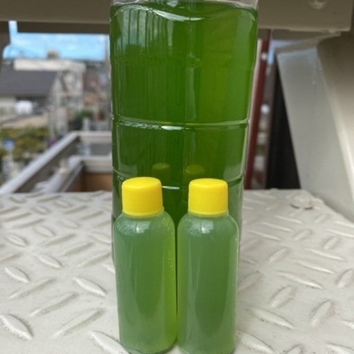 自家培養青水950ml グリーンウォーター稚魚メダカめだか金魚 アステカ 庄内通のその他の中古あげます 譲ります ジモティーで不用品の処分 自家培養青水950ml グリーンウォーター稚魚メダカめだか金魚 アステカ 庄内通のその他の中古あげます 譲ります ジモティーで不用品の処分
