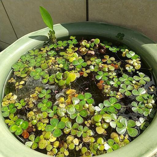ビオトープ 水草５種類 沼エビ アウル 下土狩のその他の中古あげます 譲ります ジモティーで不用品の処分