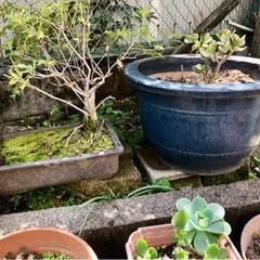 大きな植木鉢、盆栽の鉢