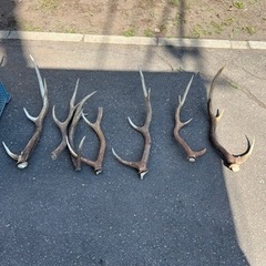 鹿の角 値下げ