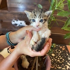 怖がりでだから思わず守りたくなるキジ白の「もも」ちゃん🥰