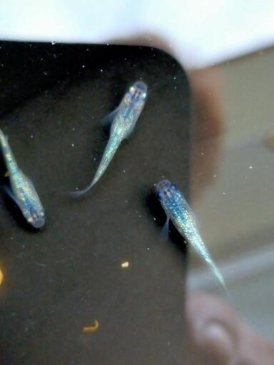 メダカ夜桜ブルー1ペア出品 島魚 てだこ浦西の家具の中古あげます 譲ります ジモティーで不用品の処分