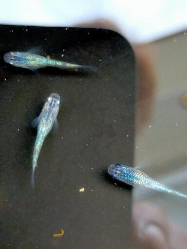 メダカ夜桜ブルー1ペア出品 島魚 てだこ浦西の家具の中古あげます 譲ります ジモティーで不用品の処分