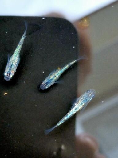 メダカ夜桜ブルー1ペア出品 島魚 てだこ浦西の家具の中古あげます 譲ります ジモティーで不用品の処分