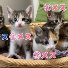 【一時募集を停止させて頂いています】ママ猫と生後1ヶ月の子猫5匹